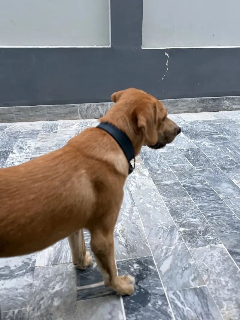 Turkish Kangal — photo 4