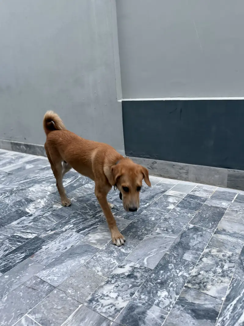 Turkish Kangal — photo 5