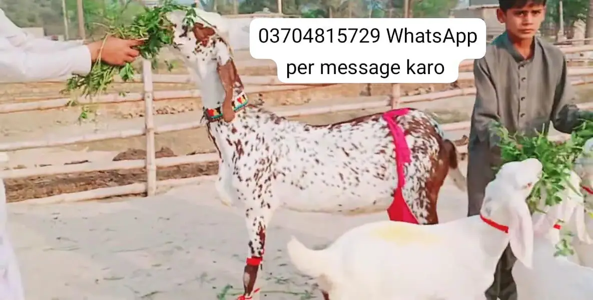 3 Bacchon Ka Sath Makkah Chini Bakri For Sale/ _O347O6I7342 — photo 4