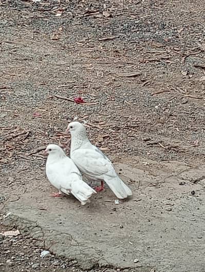for sale beautiful breader pair