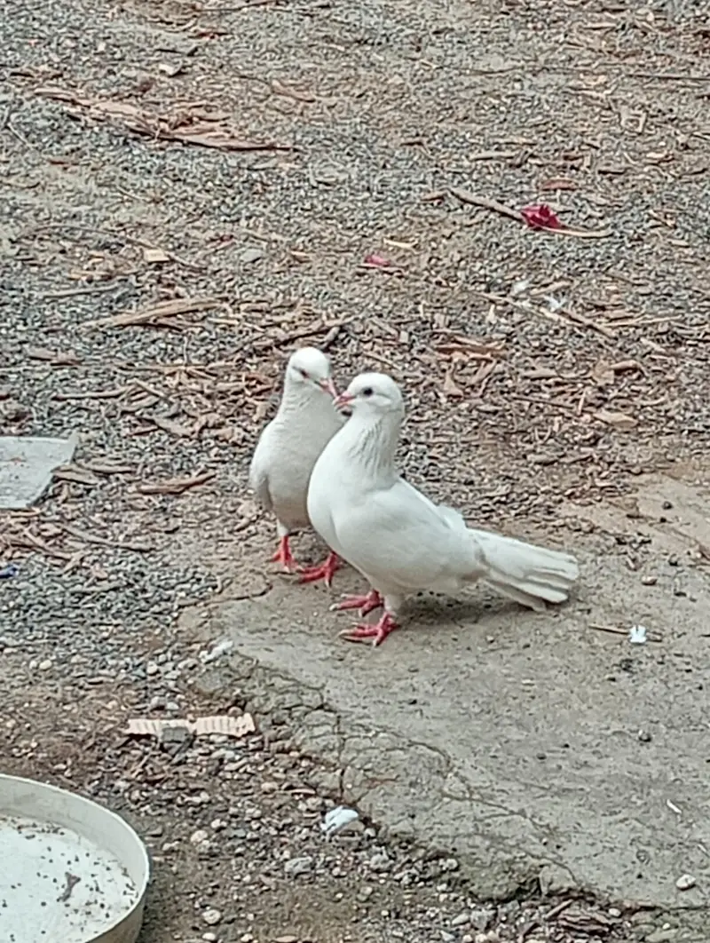 for sale beautiful breader pair — photo 2