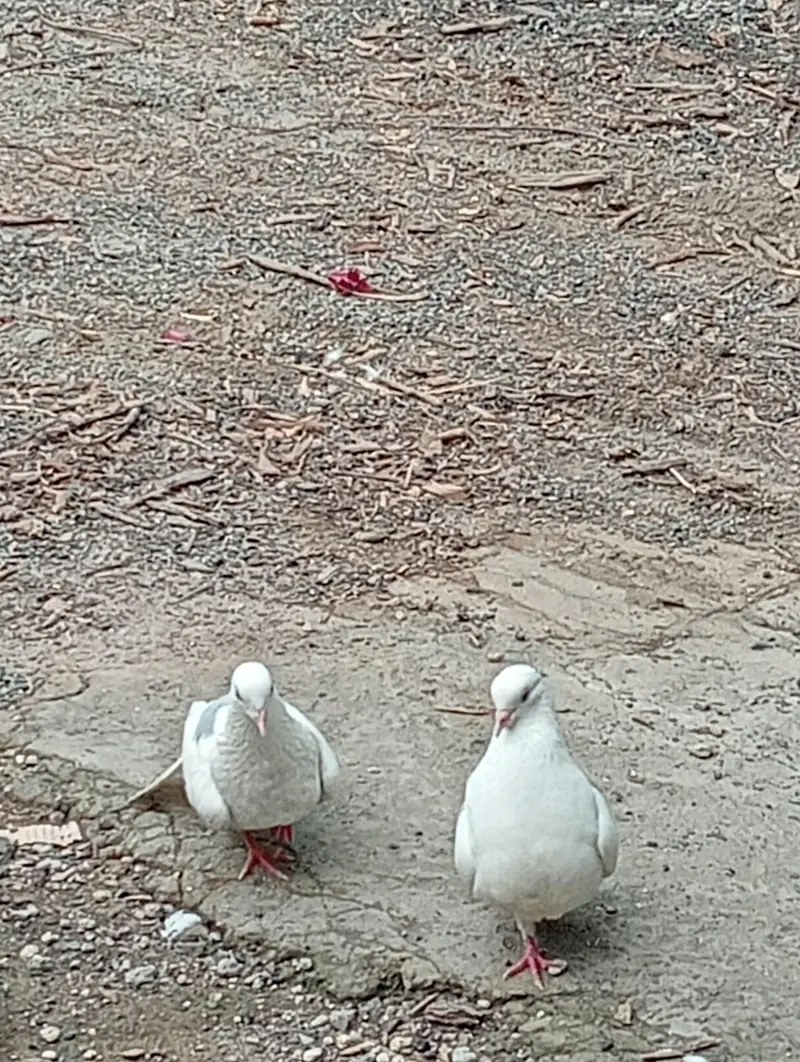 for sale beautiful breader pair — photo 3