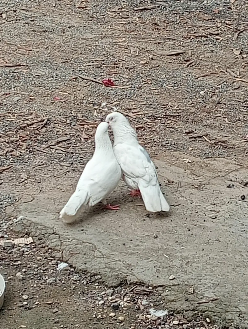 for sale beautiful breader pair — photo 4