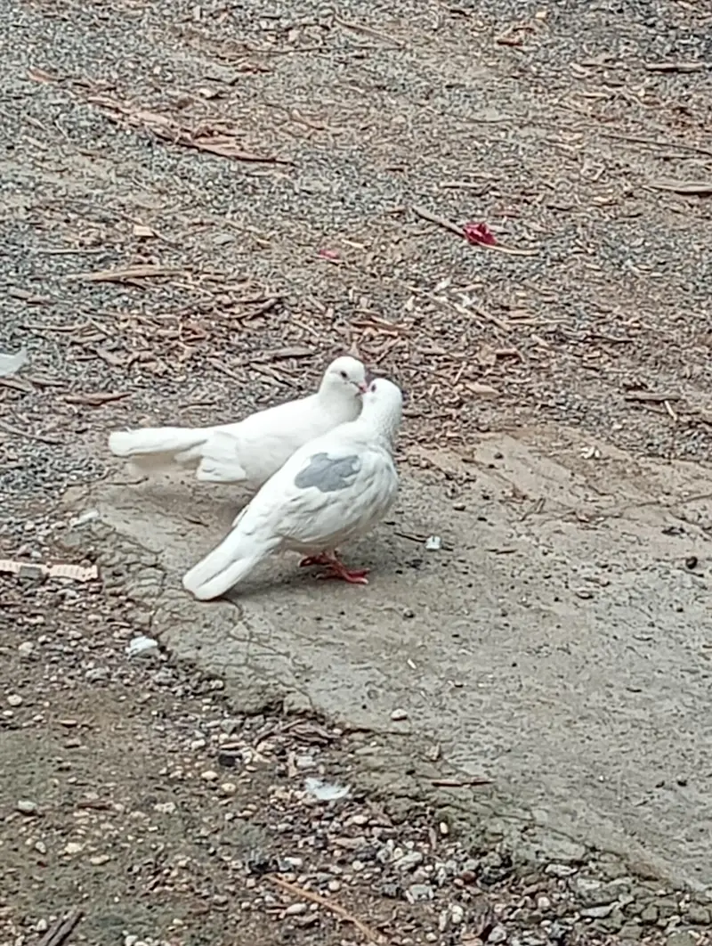 for sale beautiful breader pair — photo 6