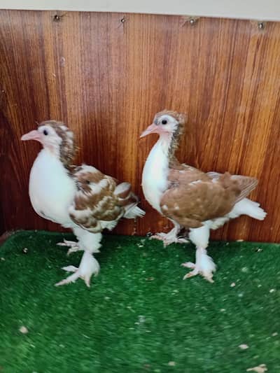 Pigeon sherazi chicks