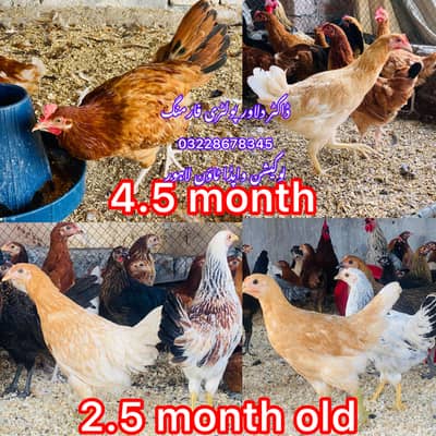 DESI | GOLDEN | Misri | PATHI | Chicks| Chuza|MURGI|Egg laying Hen