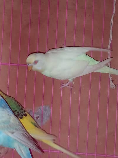 Red eyes female and pied male budgies / Australian parrot