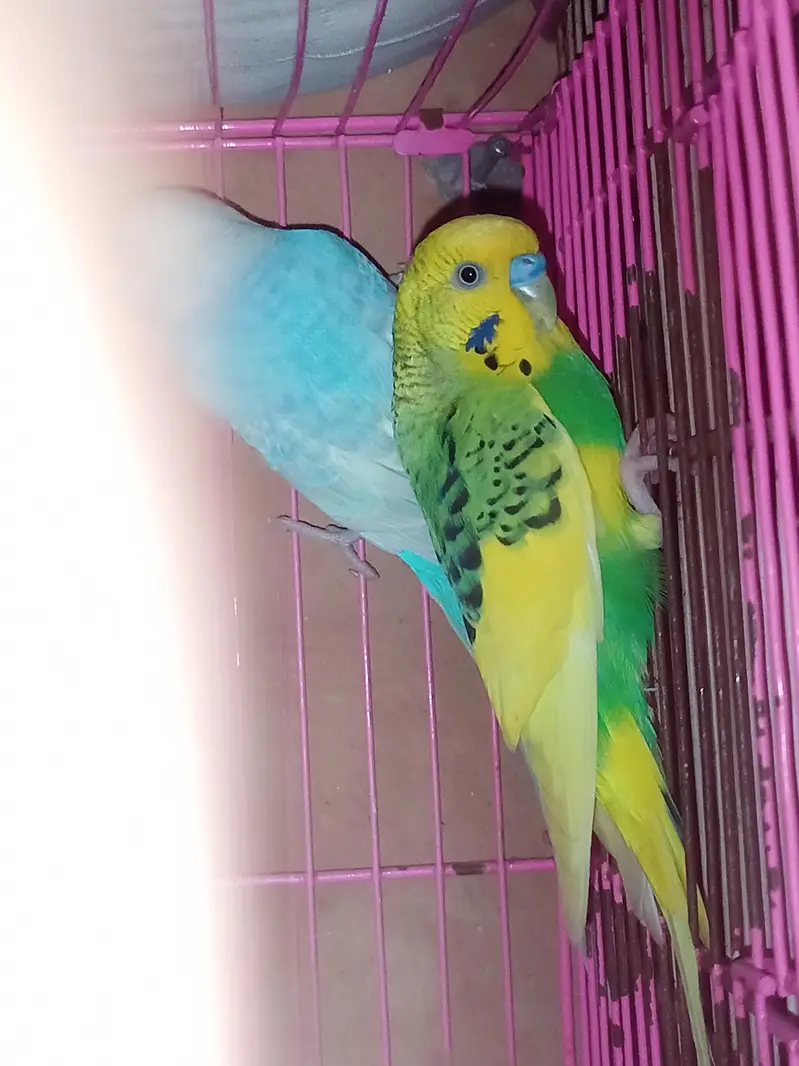 Red eyes female and pied male budgies / Australian parrot — photo 2