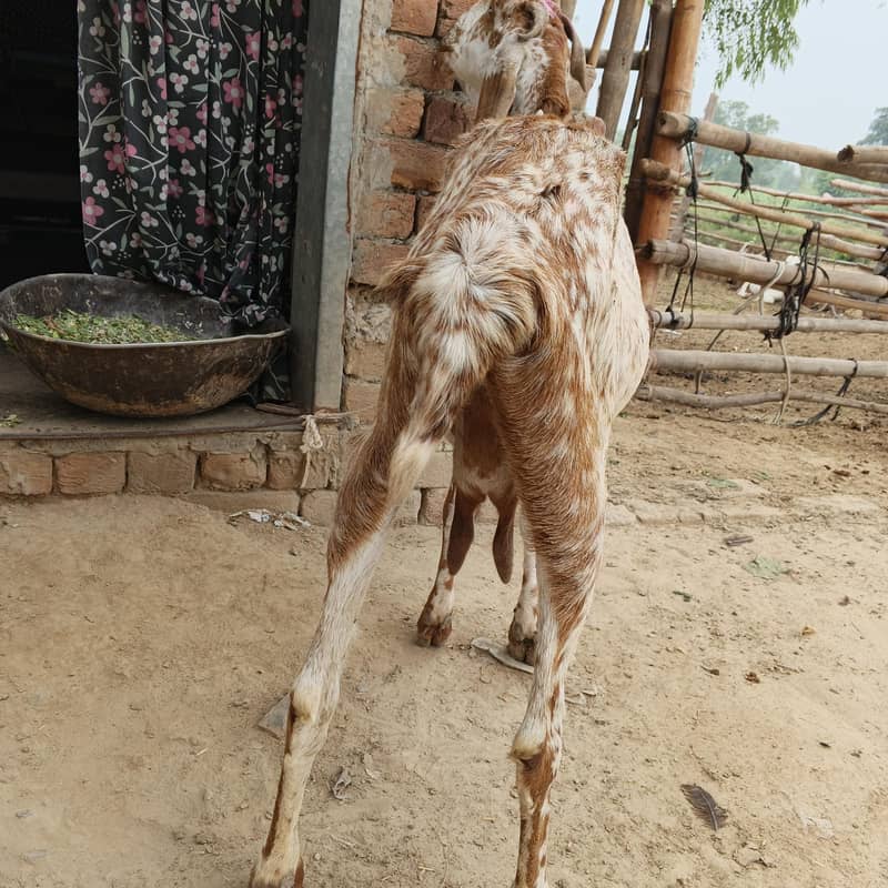 makhi chini 0