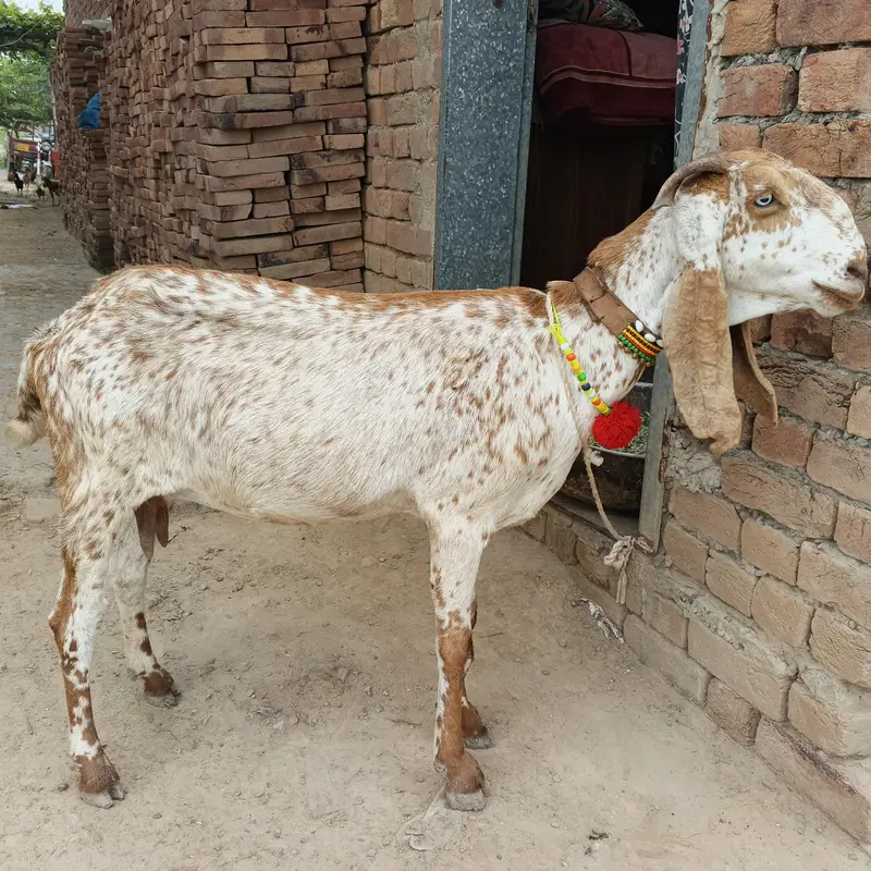 makhi chini — photo 2
