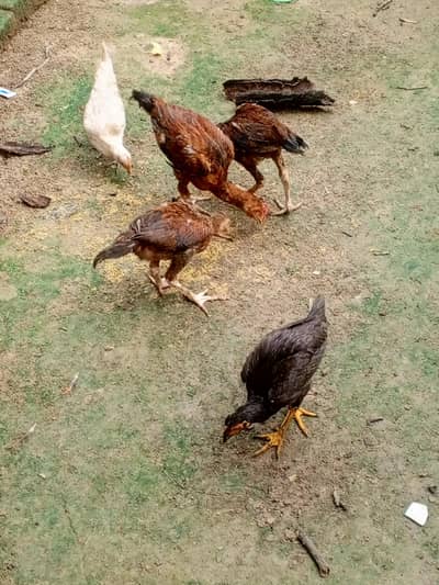 aseel chick  for sale