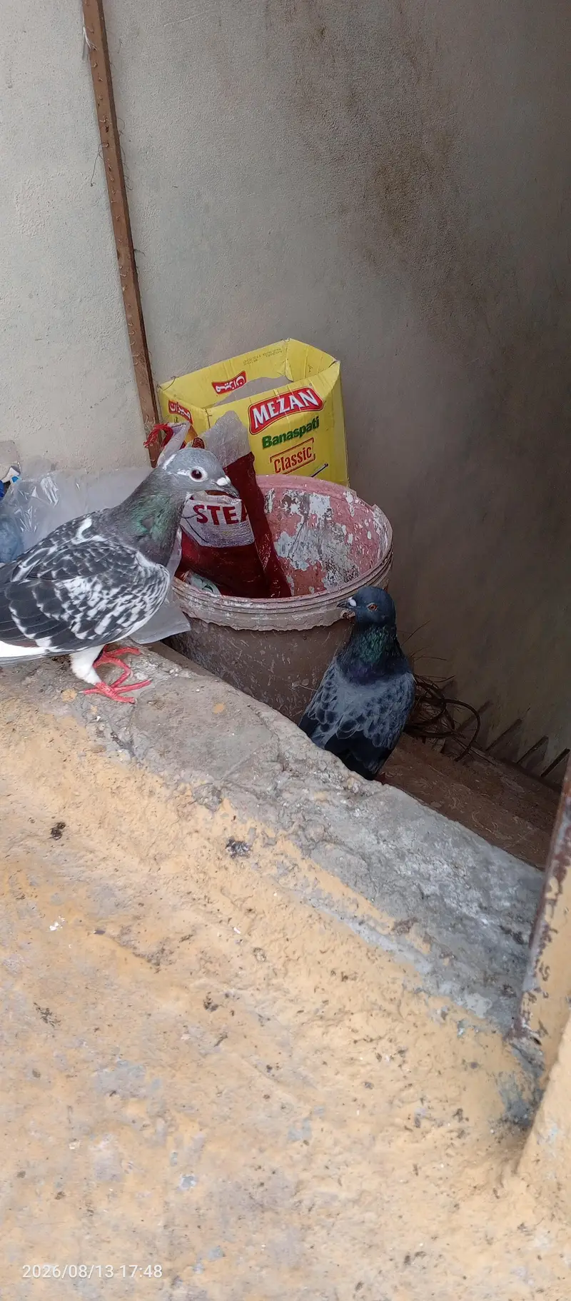 breedar pair sherazu — photo 2