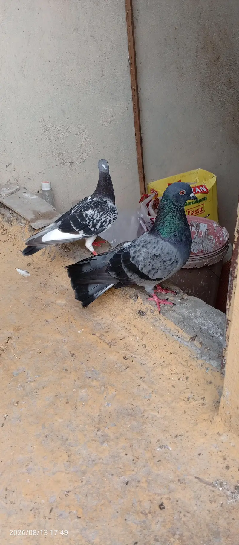 breedar pair sherazu — photo 3