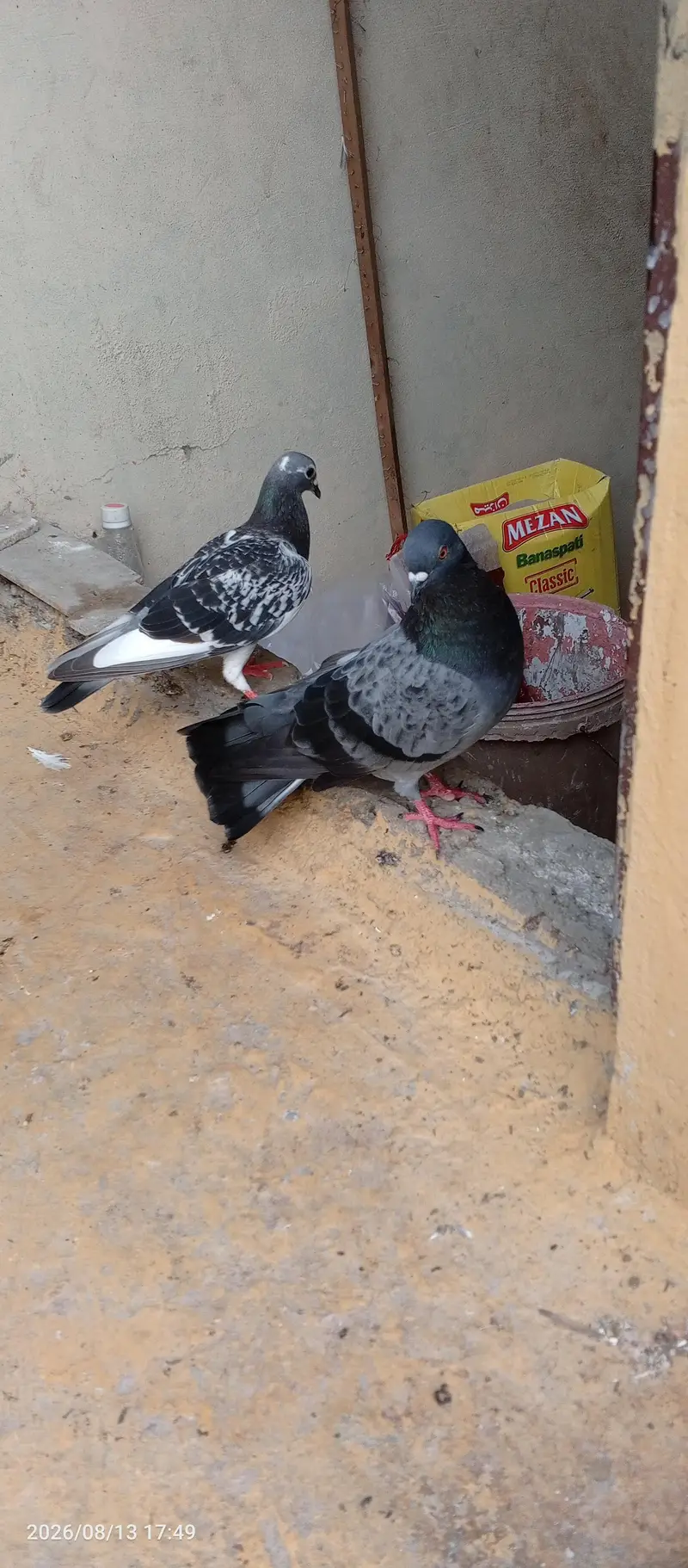 breedar pair sherazu — photo 4