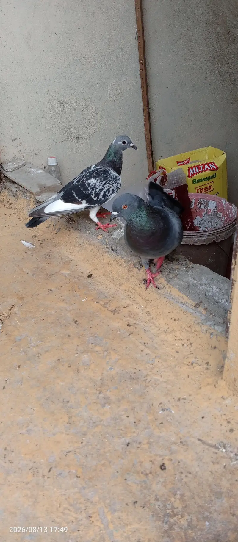 breedar pair sherazu — photo 5