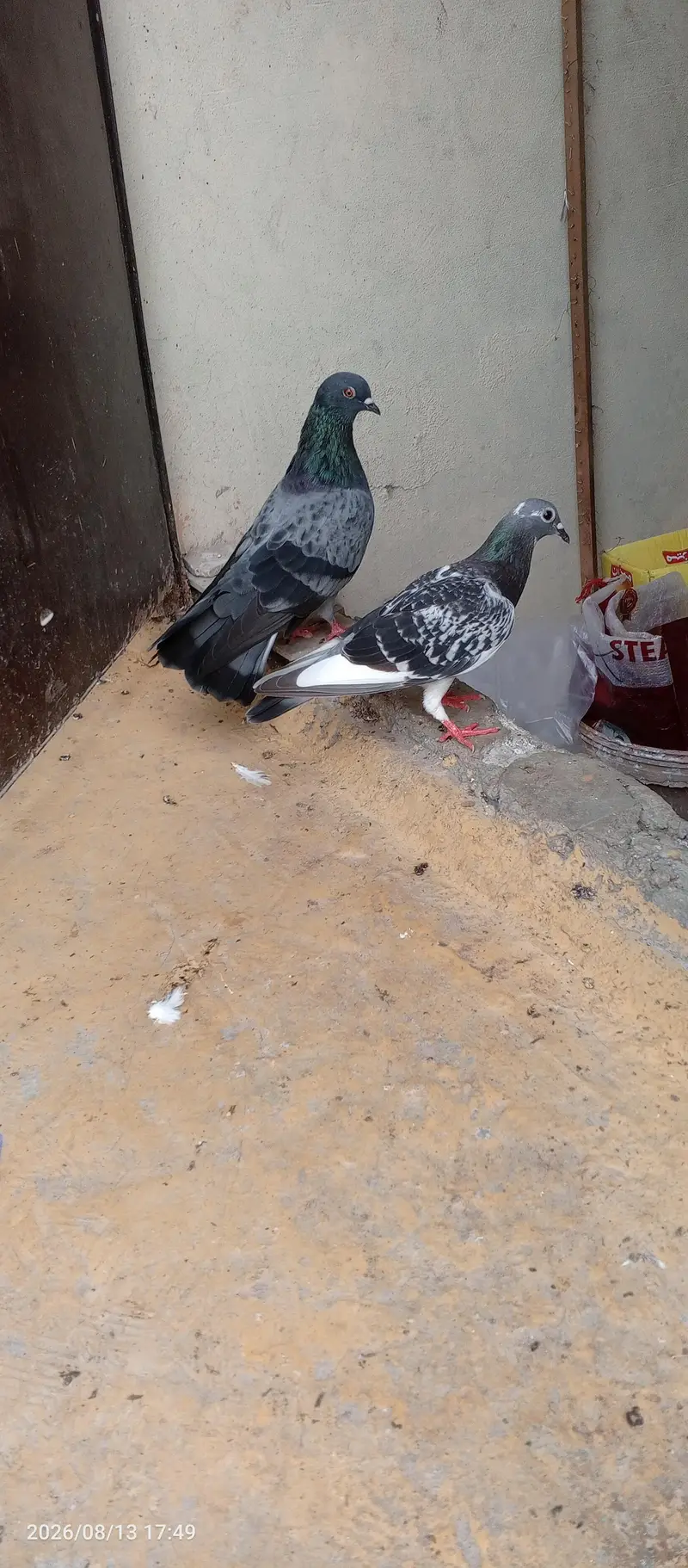breedar pair sherazu — photo 6