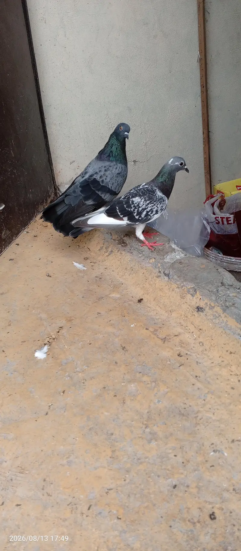breedar pair sherazu — photo 7
