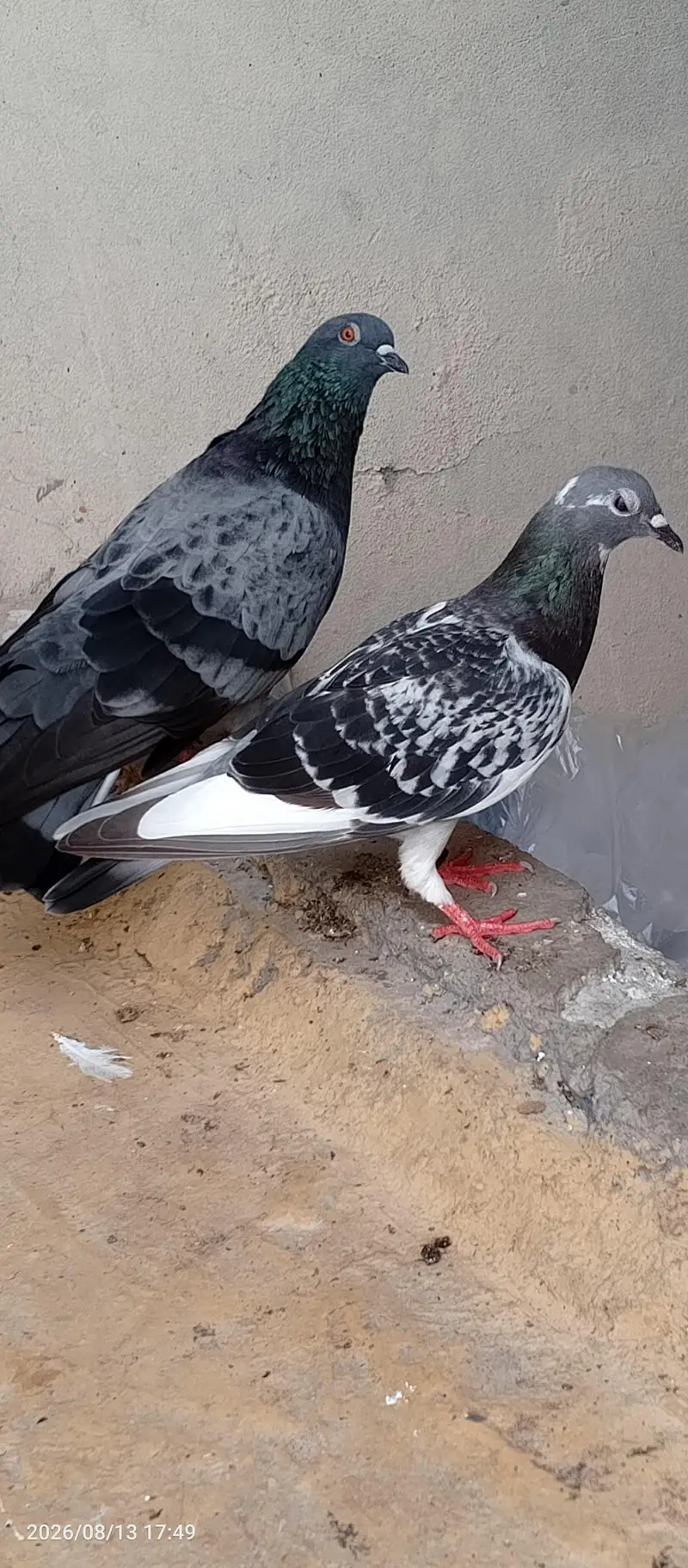 breedar pair sherazu — photo 8