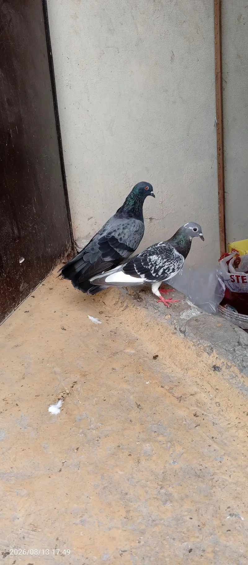 breedar pair sherazu — photo 9