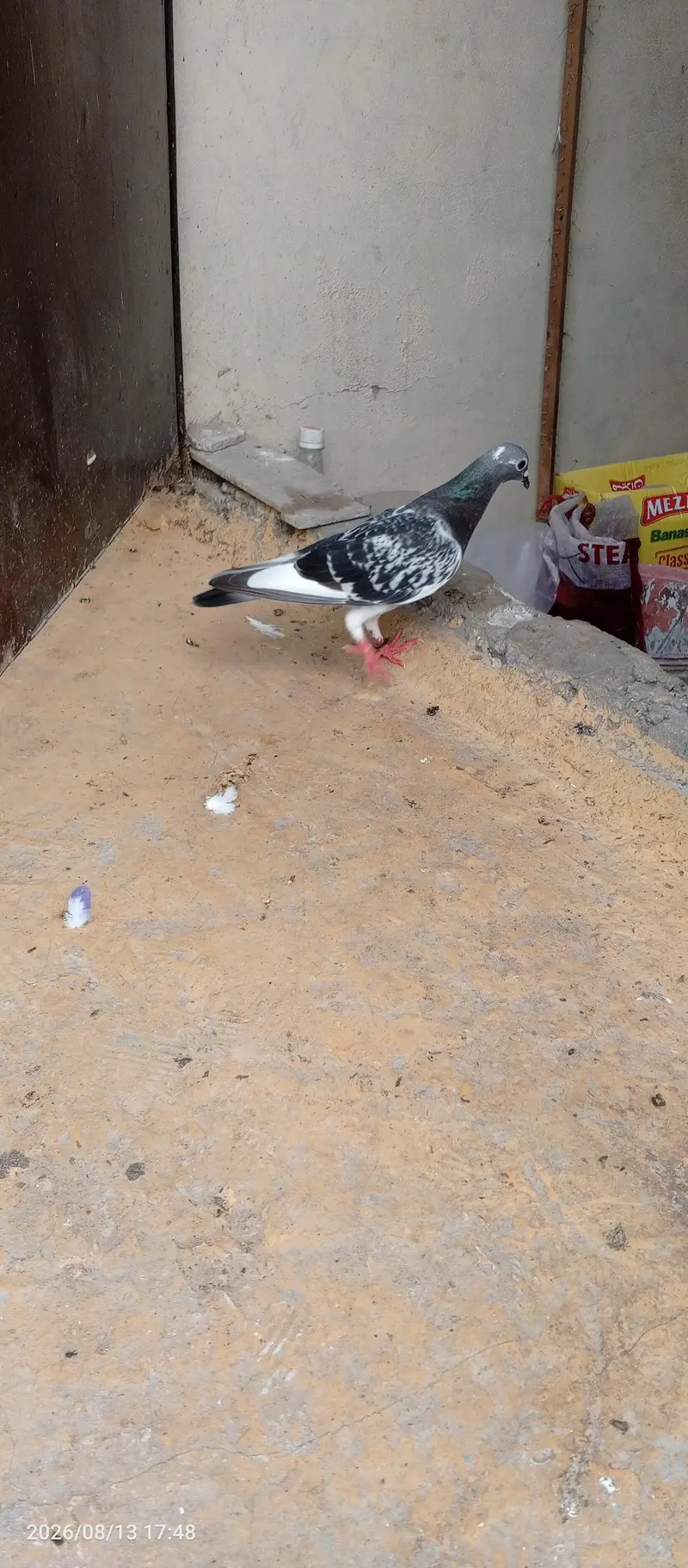 breedar pair sherazu — photo 12