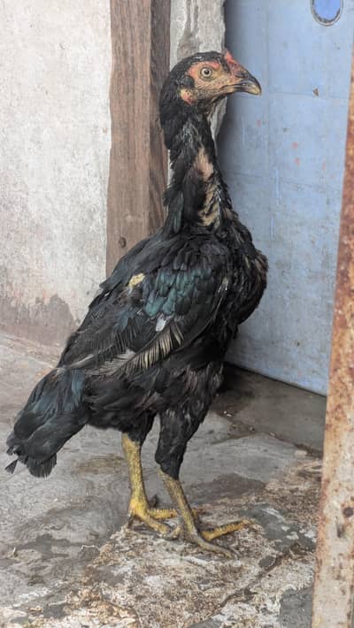 Zero Size Jawa Murgha aur Mushki Murghi