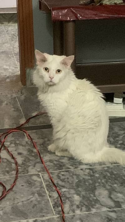 Persian Male Cat for Sale 