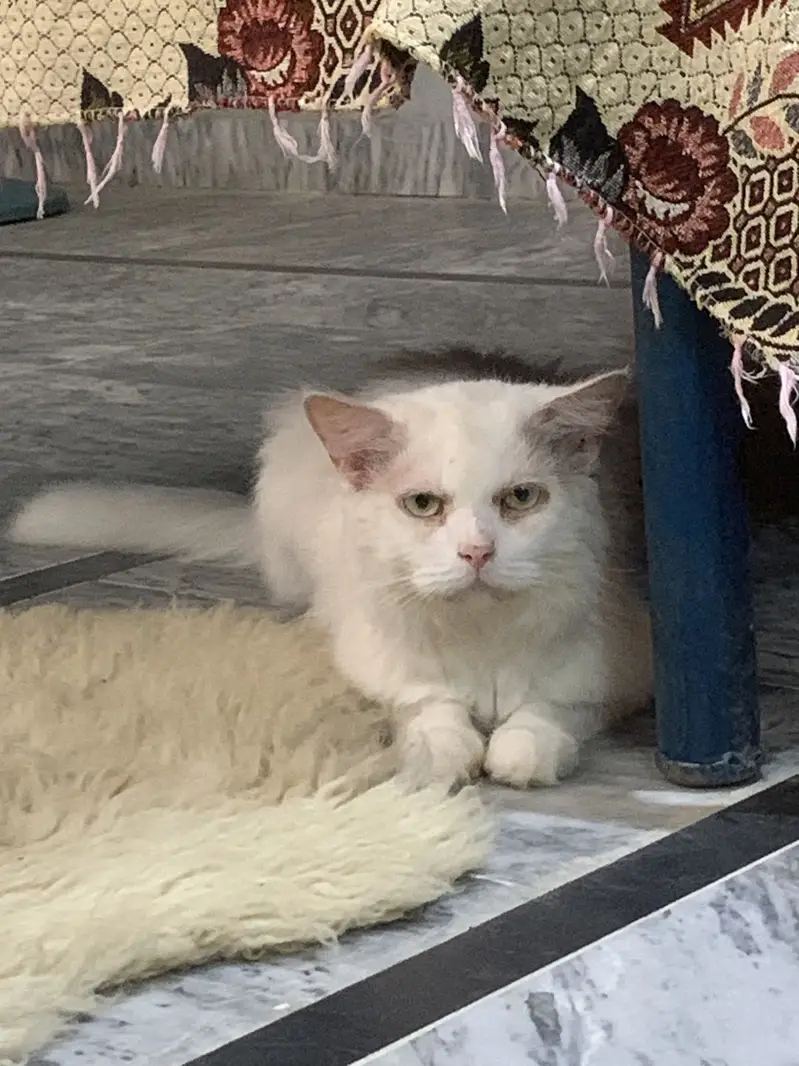 Persian Male Cat for Sale  — photo 2