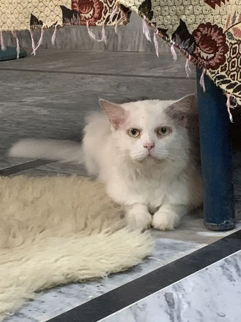 Persian Male Cat for Sale  — photo 3
