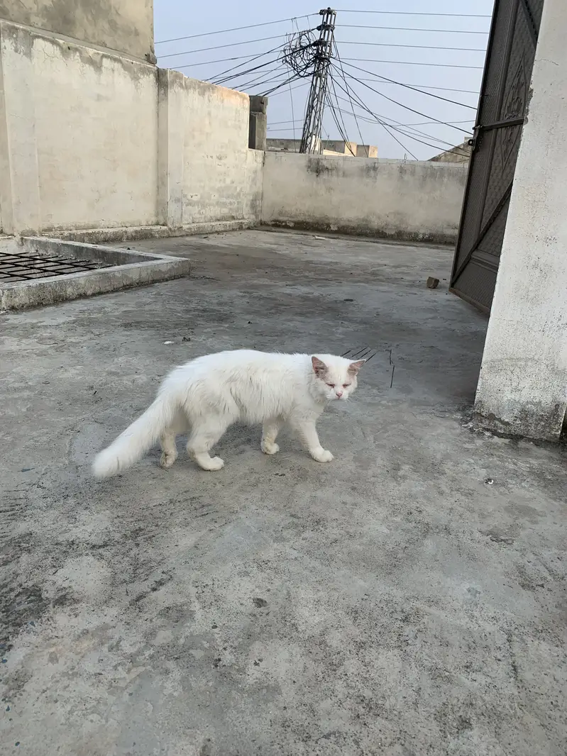 Persian Male Cat for Sale  — photo 4