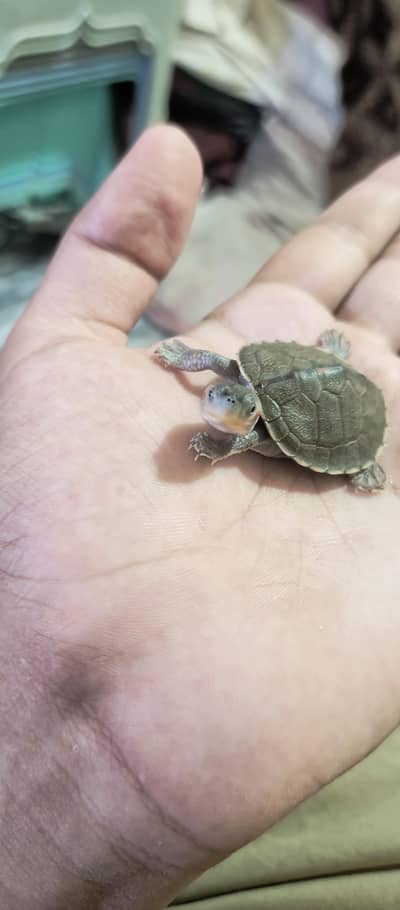 Red Flapshell slider turtle