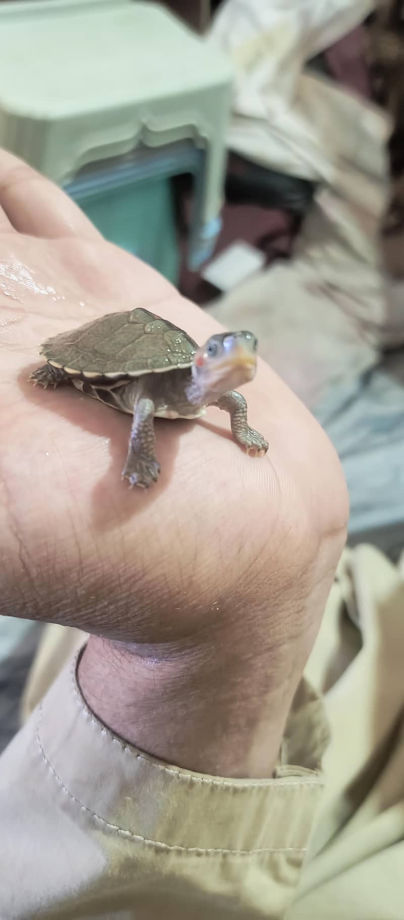 Red Eared slider turtle 1