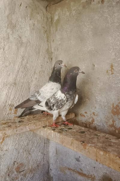 2 pair daba kabootr 1 pair bank ankh wala