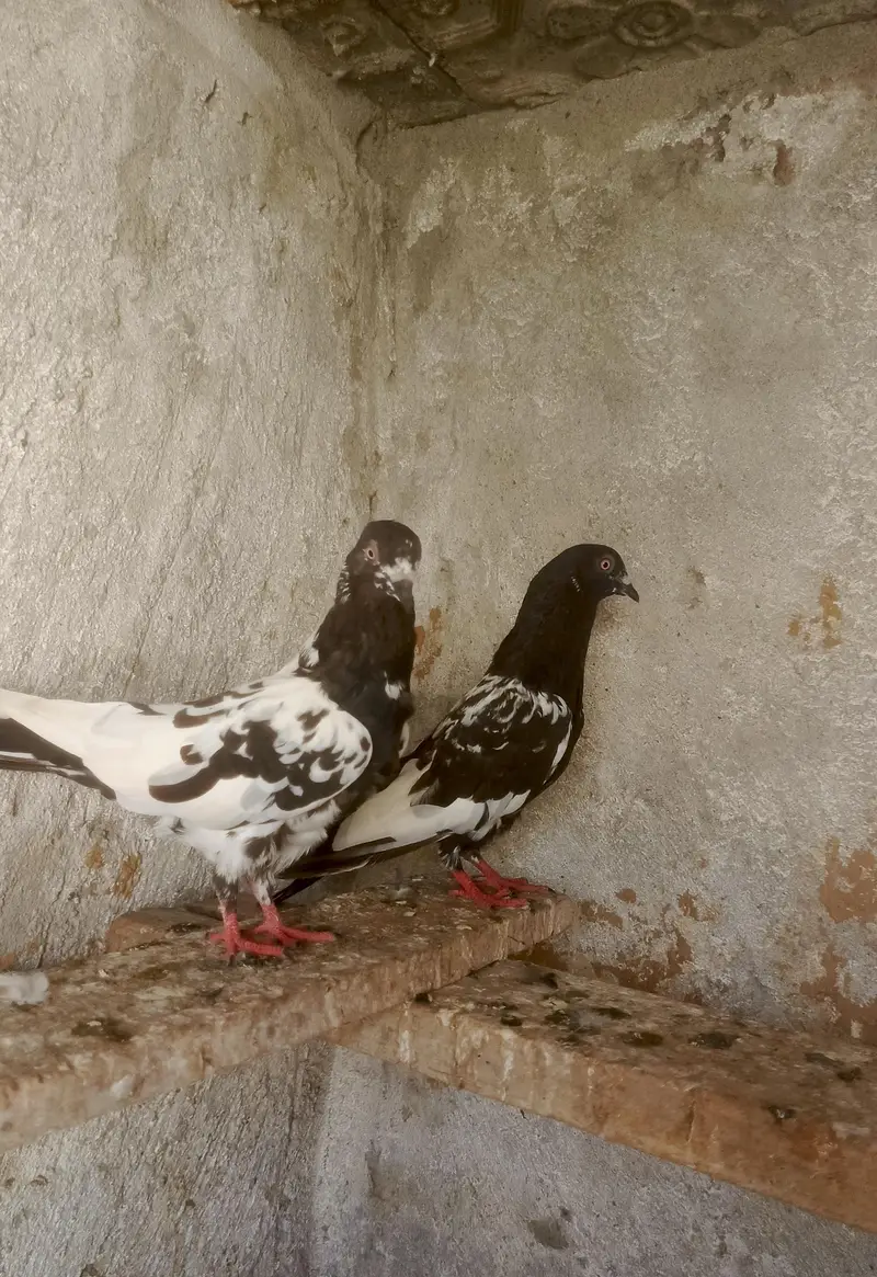 2 pair daba kabootr 1 pair bank ankh wala — photo 2
