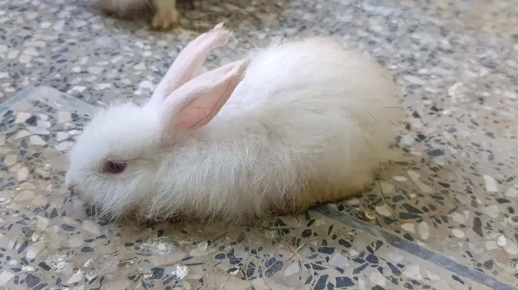 Angora rabbits for sale