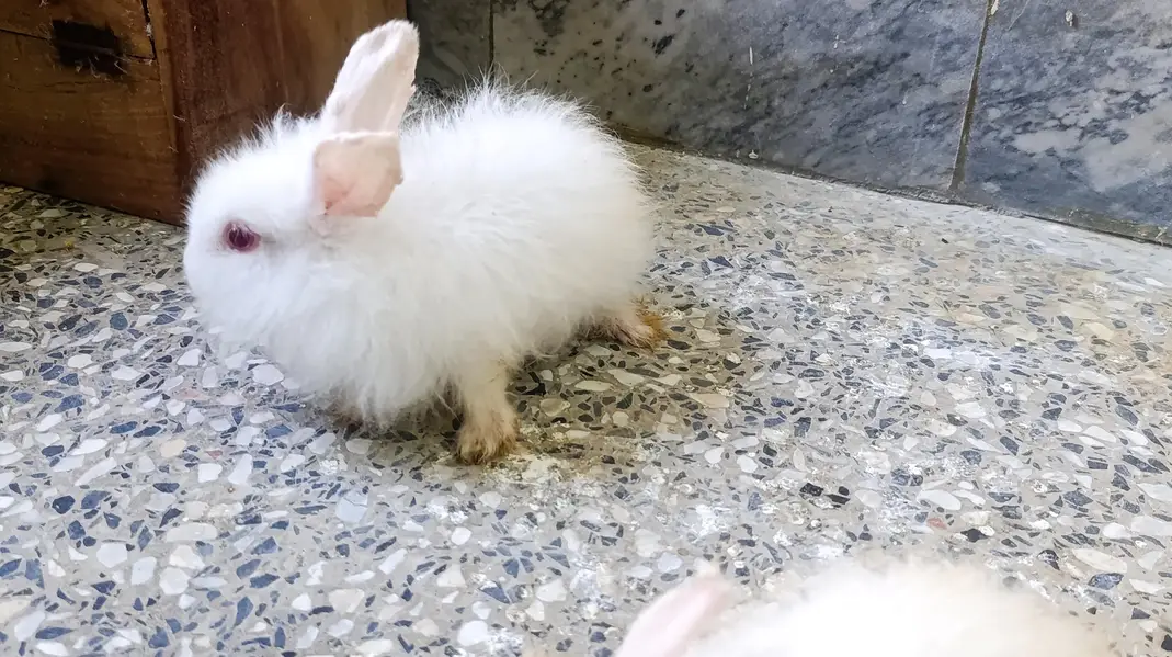 Angora rabbits for sale — photo 2