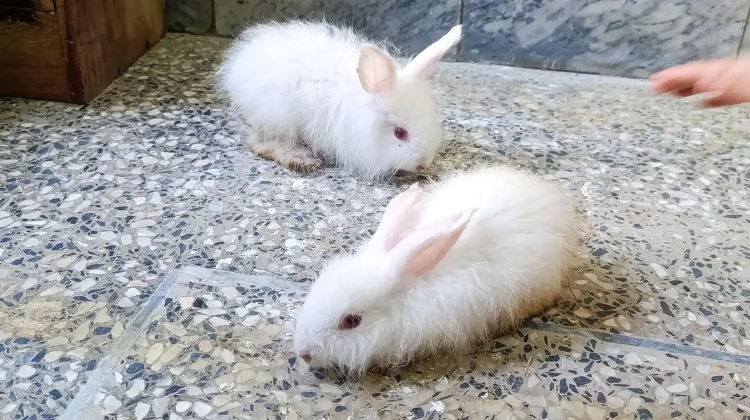 Angora rabbits for sale — photo 3