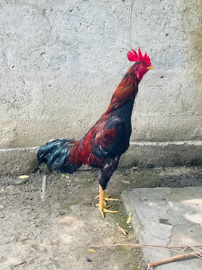 Quality bengum available contact 03179218962