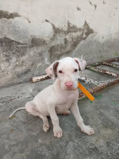 Pure Gullteria 3 months pink nose very Aggressive