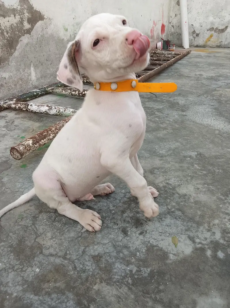 Pure Gullteria 3 months pink nose very Aggressive — photo 3