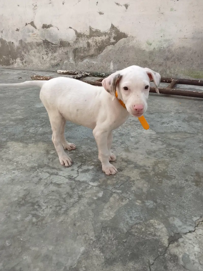 Pure Gullteria 3 months pink nose very Aggressive — photo 4