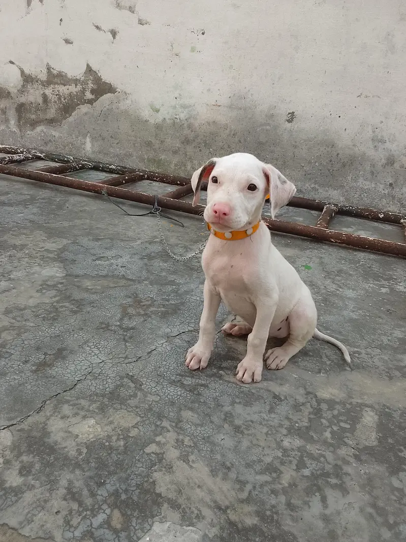 Pure Gullteria 3 months pink nose very Aggressive — photo 5