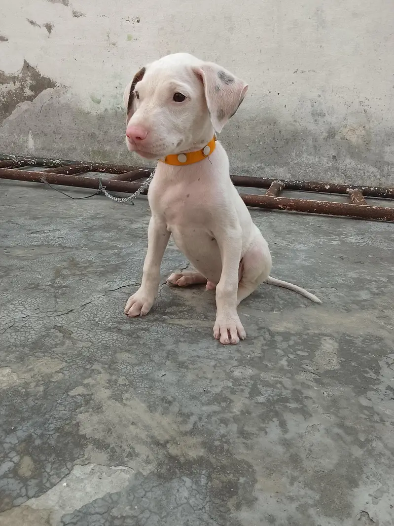 Pure Gullteria 3 months pink nose very Aggressive — photo 6
