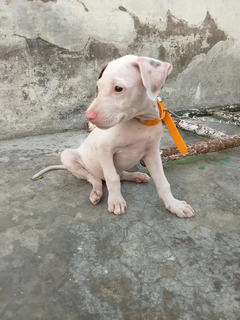 Pure Gullteria 3 months pink nose very Aggressive — photo 7