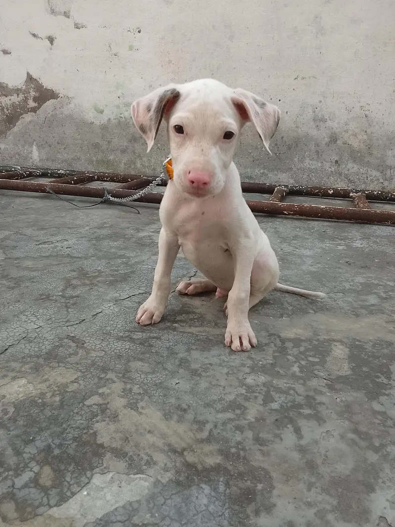 Pure Gullteria 3 months pink nose very Aggressive — photo 8