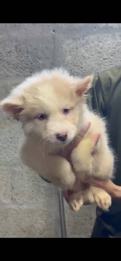2 siberian husky female puppies
