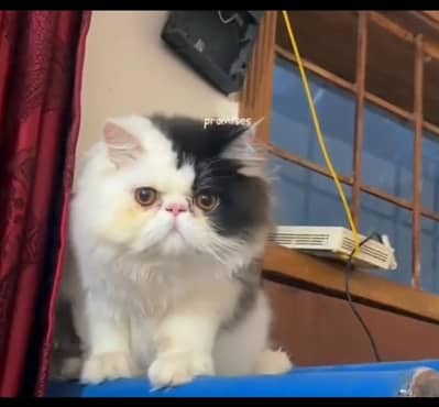 Extreme peke face male cat Age 7 month  Liter trained  Price 1 lakh