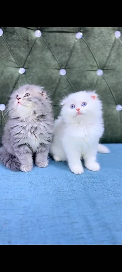 Quality Persian cat & Kittens Male & female    0322 7335071 WhatsApp