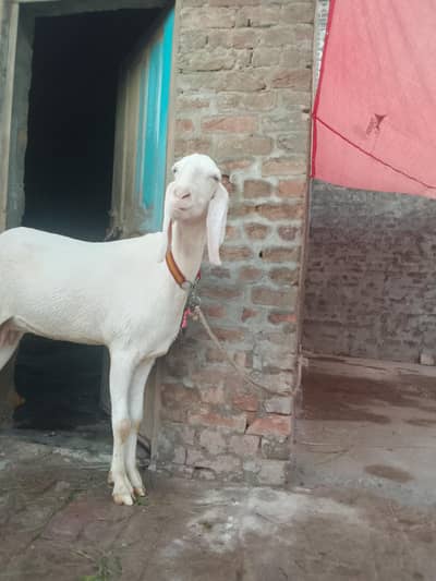Gulabi beetl confm Pregnant goat for sel