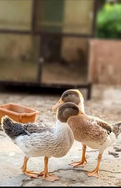 ducks females