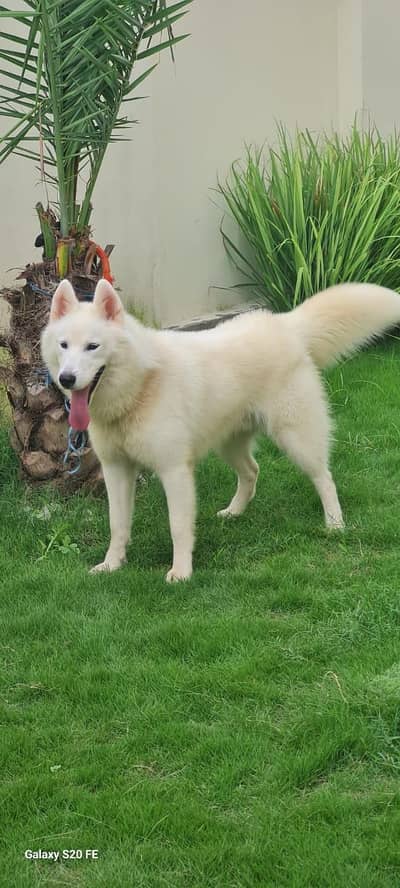husky white